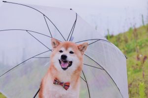 売買契約直後の台風被害